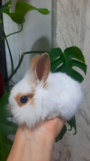 Inəklər, öküzlər: Temiz evde baxilmis dovsan tecili satilir otunu vitamini verecem — 1