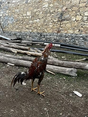 cuce ve xoruz temsil: May çolasıdı cinsi qanı qəşəydi qəşəy mamız atır göy ayaxdı probu var — 3