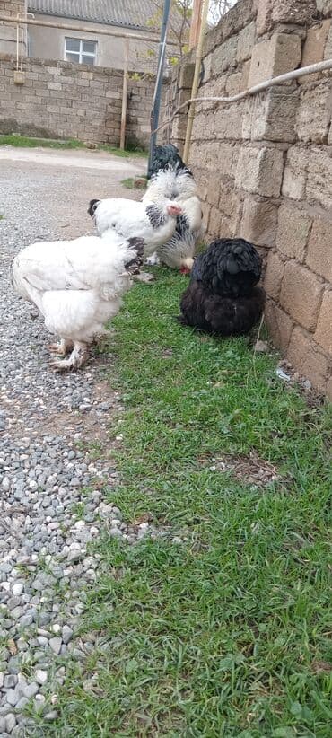 Qazlar: Brahma toyuqları – yumurtacı və ətlik iri cins 3 toyug 1 xoruz 280 m — 10