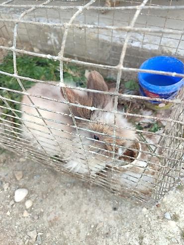 Keçilər, çəpişlər: Şirin dekorativ dovşan 5 aylıq dişi - Növ: ev üçün dekorativ, uzun — 1