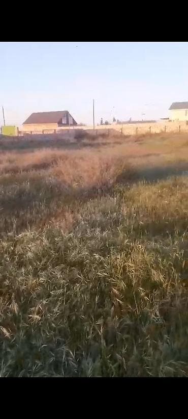 15 sot, Tikinti, Kupça (Çıxarış)