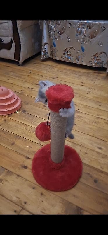 qəfəs böyük: Şotland yastı qulaq — 5