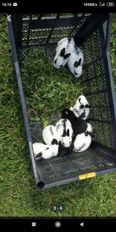 передержка кошек в баку: Yerli Bala Dovwanlar Biri 6 Manata Bakiye Catirilmanan Biri 10 Manata — 6