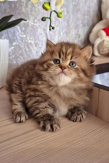 Qızıl şinşilla, Yaxşı əllərə