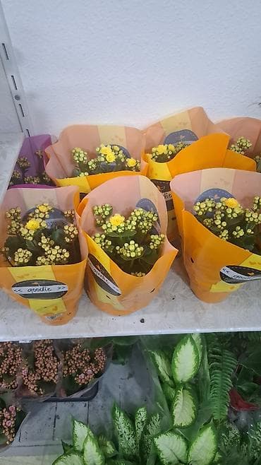 etotu bitkisi: Qapalı məkan üçün saksı bitkiləri kolleksiyası - Dieffenbachia — 4