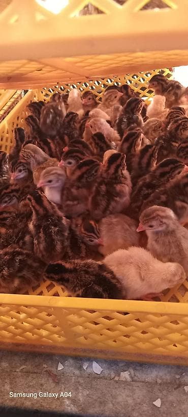 2 ayliq cuceler: 2,50 qepiye sesek cücesi çatırılma var — 3