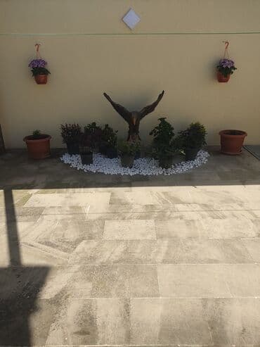 üzüm ağacı: Dekorativ ağaclar gül çiçək qazon torf torpaq ağdaşlar satşi ağacların — 17