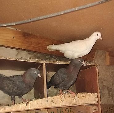 quşlar: Salam Aleykum Quşlar Bakıda Bayıldadi 19 Heyvandi Ucuşlu Heyvanlar — 3