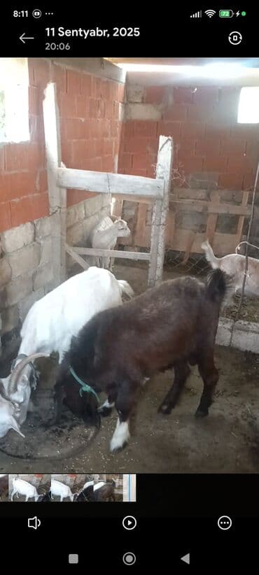 Ягнята: Məhsul: Südlük keçilər Təsvir: - Şəkillərdə bir neçə baş keçi — 7