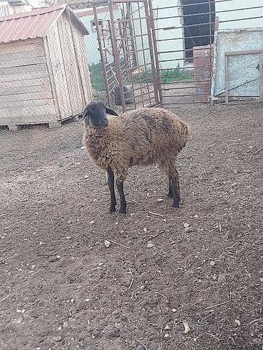 Quşlar: 5 ayliq dişi quzu. 23.5 kq dır. arpa yonca ile saxlanılan heyvandır — 7