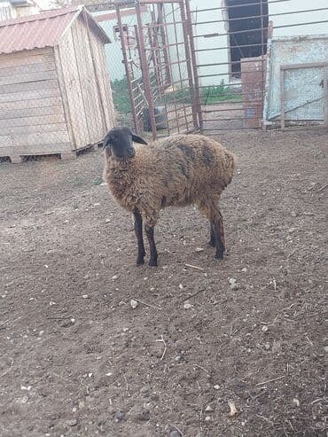 quzu şəkilləri: 5 aylıq quzudur. dişidi. yeyimcil heyvandır. arpa yonca qarğıdalı ilə — 2