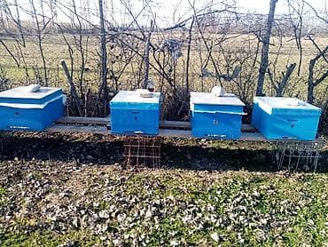 Arı ailəsi Məhsul təsviri: - Şəkillərdə görünən komplekt arı