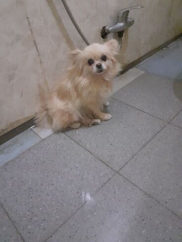 приют для собак баку: Шпиц, 2 месяца, Самка, Бесплатная доставка — 3