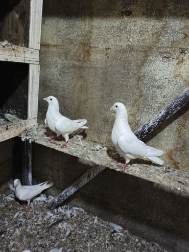 ağ mərmər qiyməti: Tam sağlam hazir yumtaya doyler — 2