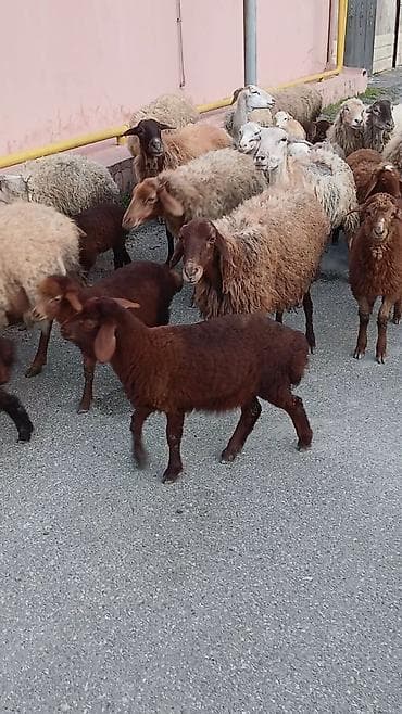 Salam. 16 ana bala 3 subay. kom sekilde satilir. etrafli z vuru