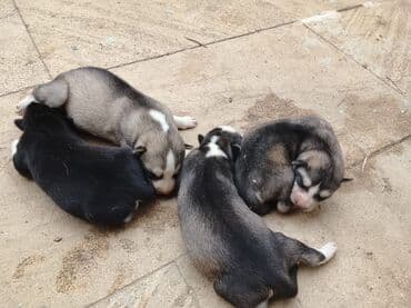 купить хаски щенка: Хаски, 1 месяц, Самец, С прививками, Платная доставка — 9