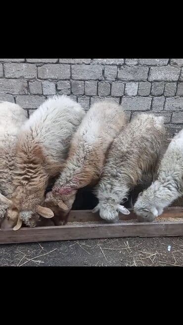 balaca cins itler: Salam tam saglam 7dene bogaz qoyun — 2