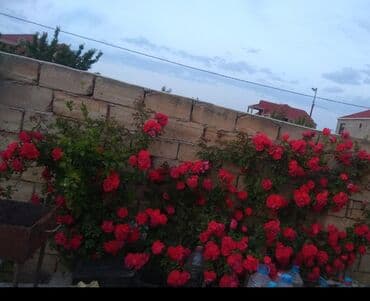 gul toxumlari: Həyət gülleri. 90növ çesid var! — 2