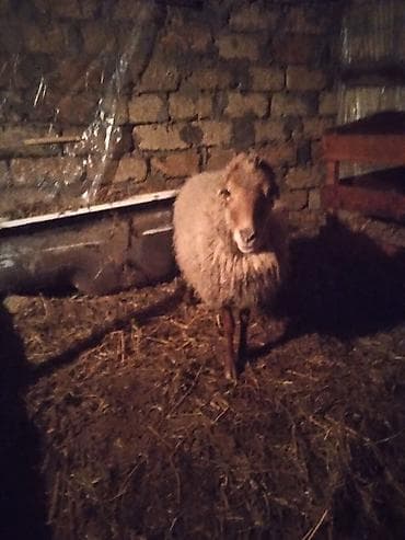 Ослы: Heyvan boğazdı ən geci 1 aya doğar dişləri ağzındadı — 1