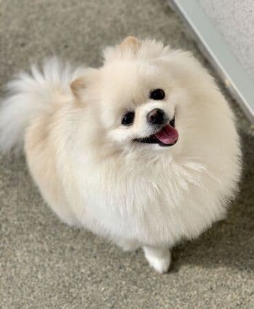 кавказская овчарка купить: Шпиц, С прививками, Самовывоз — 1