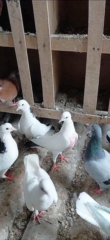Птицы: Məhsul: Ev göyərçinləri gördüyünüz quşların hamsı bir dam quşdur 40dan — 2