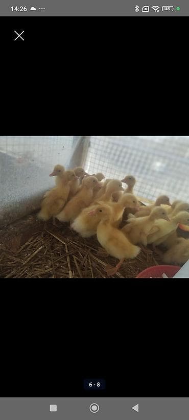 Hinduşkalar: Dişi, | Kuban, Ətlik, Ünvandan götürmə, Pulsuz çatdırılma, Ödənişli çatdırılma — 4