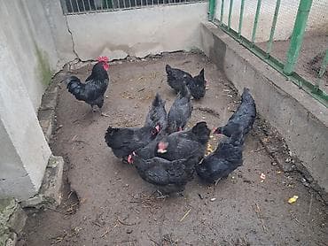 Şirniyyat məhsulları: Qara rəngdə cins avstrolop toyuqlardan yumurta satısı - Cins — 3