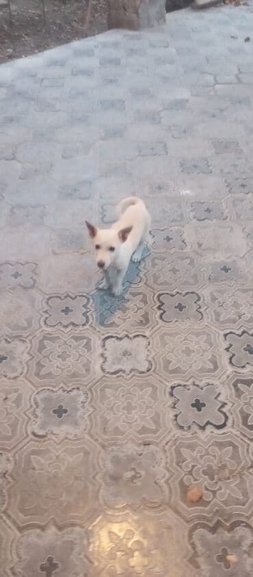 Zvonok, 3 ay, Erkek, Cütləşmə üçün