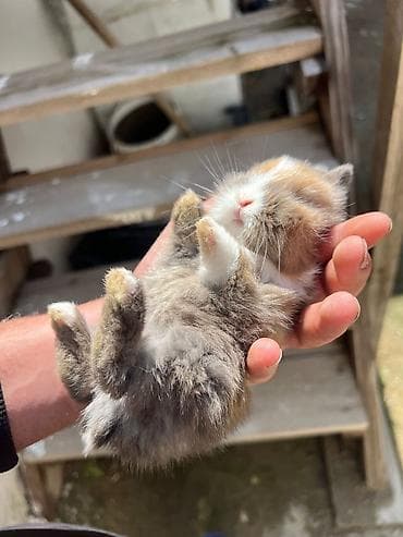 satlıq atlar: 1 aylıq çox şirin dovşan satılır 🐰✨ Tam sağlamdır, çox sakit və — 10