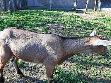 heyvan bazarı: Salam Allah hamının malına bərəkət versin.Alpin-sani — 5