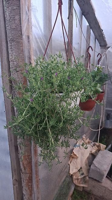 atatürk çiçeyi: Margaritka (Argyranthemum frutescens) kolları – ağ və çəhrayı — 10