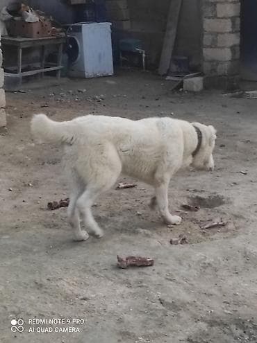 mal qara qusar: Alabay, 2 ay, Erkek — 9