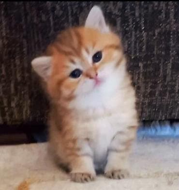 yumurta latoku: Britan, Erkək, Yaxşı əllərə, Ünvandan götürmə — 4