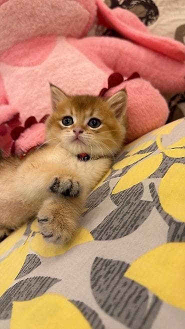 pers pişiyi: Britan, Erkək — 5