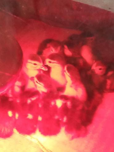 0303,2026 maskoviski lal ördək balası satılır ünvan lənkarandı — 3