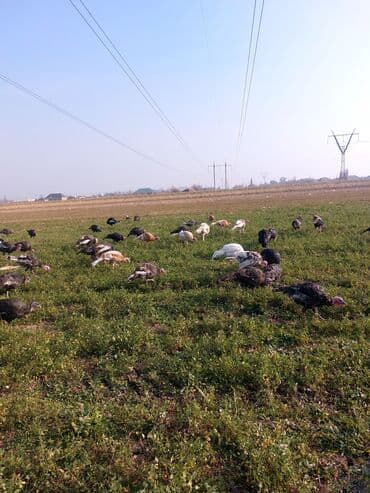 qara toyuq yumurtasi cadu: Hind quşu yumurtası satılır.Hindquşular təbi şəraitdə bəslənir yonca — 4