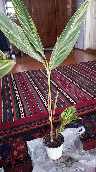 xlorofitum bitkisi: Palma 5, fikus lyrata 8,alpiniya 6 azn Məhsul: Daxili dekorativ — 4