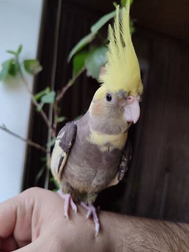 cuce ve xoruz temsili: Nimfa tutuquşu (Cockatiel) - Növ: Nimfa tutuquşu, xarak­terik sarı — 3