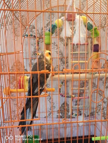 Quşlar: Danışan Korella Qəfəs və aksesuarlarla bir yerdə satılır. Mahnılar — 4