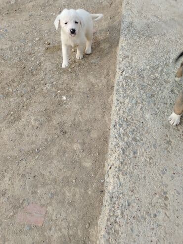 сколько стоит собака бу: 1 месяц, Бесплатная доставка — 2