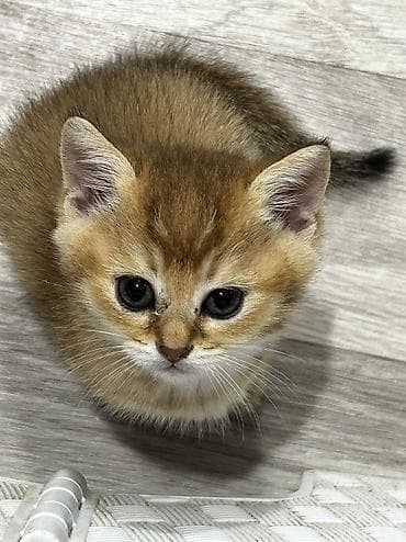 heyvanlarin sekilleri: Qızıl şinşilla, Erkək, Dişi, Ünvandan götürmə, Ödənişli çatdırılma — 2