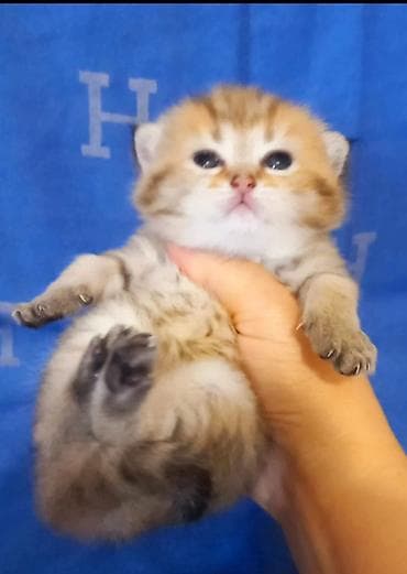 Qızıl şinşilla, Erkək