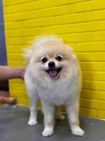 itlerin satişi: Şpitz — 1