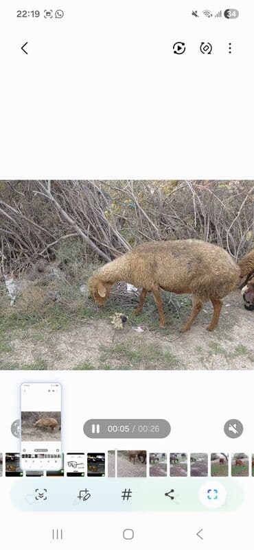 lavanda lal ordək: Qoyun və quzu satılır salam. ana bala. balasindisidie. ana orta — 2