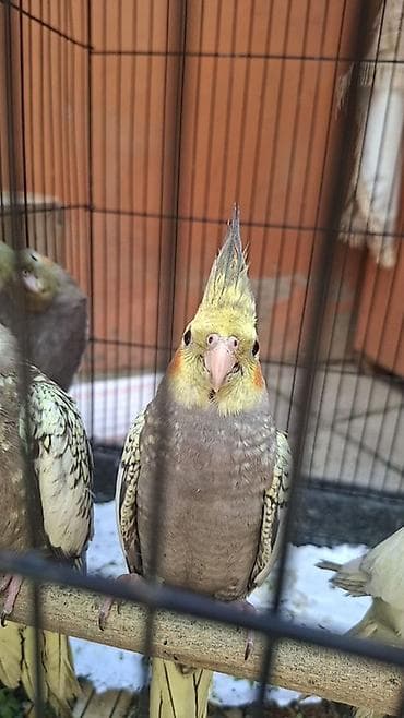 tutuquş: Nymph paraketləri (Cockatiel) – müxtəlif rənglərdə - Növ: Nymph — 4