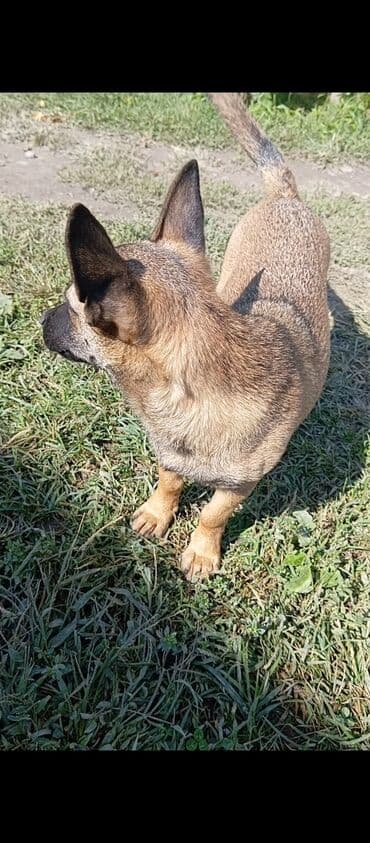 it üçün yem: Peyvəndli — 3