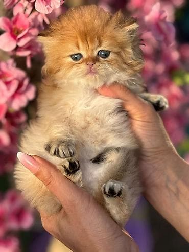 ev itler: Fars — 4