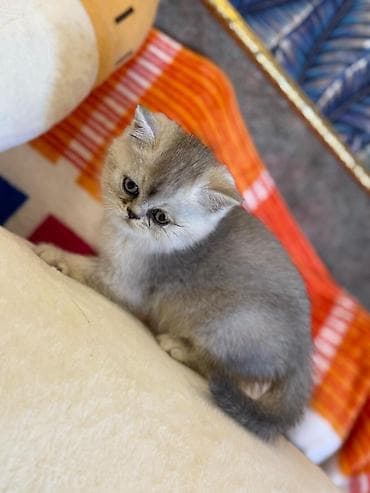 lalafo pisik: Britan — 9