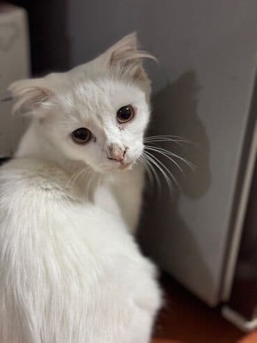 pişik satişi: Şotland, Dişi — 3