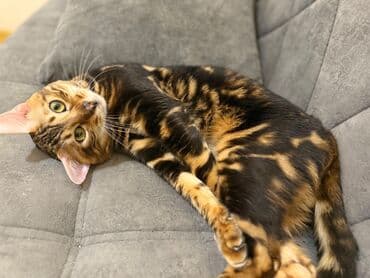 erkek pişik: Benqal, Erkək — 3